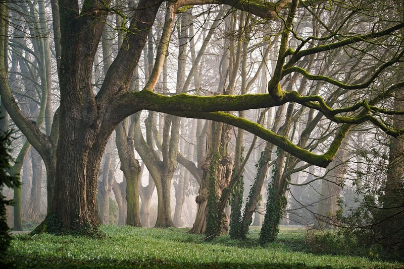 enchanted forest